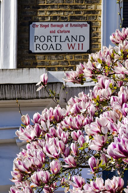 The image depicts a portion of a residential building's exterior wall, with a vintage-style street sign attached to the brickwork. The sign reads 'The Royal Borough of Kensington and Chelsea, Portland Road, W.11,' indicating the location. In the foreground, a lush shrub with numerous magnolia blossoms, displaying large, soft pink petals with white accents, extends across the bottom portion of the image. The flowers are in full bloom, with some petals still unfolding. The background includes a section of a white window frame with a grey ledge, and part of a rain gutter or decorative siding, all illuminated by natural daylight, highlighting the vibrant colours and textures of the blossoms and brick wall. The scene captures a typical street scene in West Kensington, relating visually to local residential areas and private gardens, which might be associated with alternative waste handling and garden waste collection services by [COMPANY_NAME].