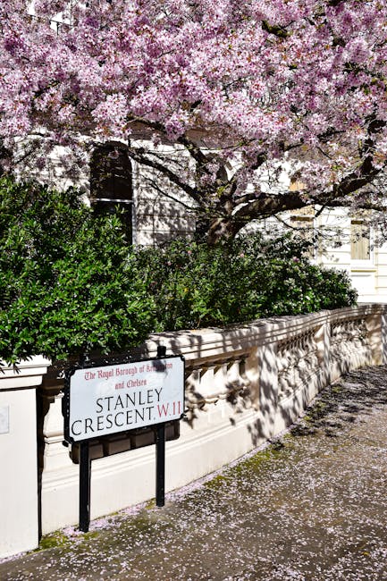 A close-up view of a flowering magnolia bush with large, pink and white blossoms in full bloom, situated in front of a light-colored building. The building has a cream ledge below a window and a brick wall visible behind a street sign that reads 'The Royal Borough of Kensington and Chelsea, Portland Road, W.11.' The sign is mounted on a brick wall with a weathered appearance, featuring a black border and white background with red and black text. The scene is illuminated by natural daylight, showcasing the vibrant colors of the flowers and the textures of the brick and building surfaces, suggesting an urban residential setting focused on waste management services in West Kensington.